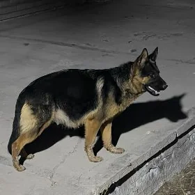 Afcharka
