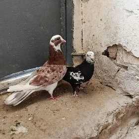 kepderi.