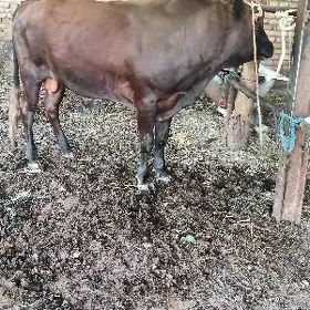 öküz