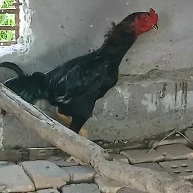 baysow horaz