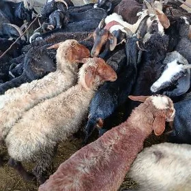 GURBANLYK MALLAR