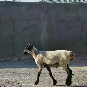 Işşek Gapyn Maly