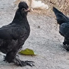 karlik