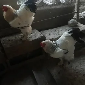 brama horoz