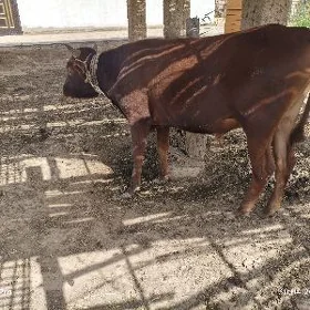 окуз