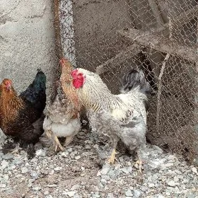 brama