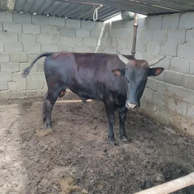 öküz