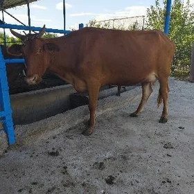 Bogaz unajyn