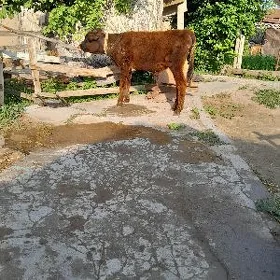 öküz 8