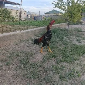taskent horaz