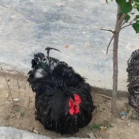 kohınhın  towuk