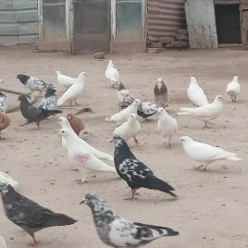 kepderi