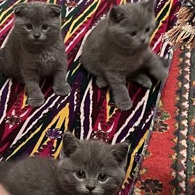 Котята