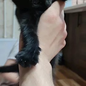 Шотландская вислоухая кошка