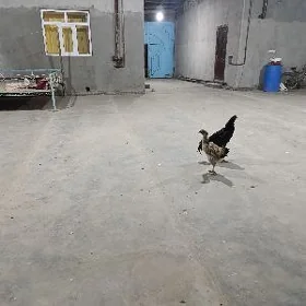 Baysok horaz tovuk