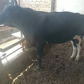 Öküz