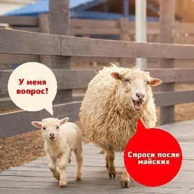 Goýunlar