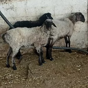 Işşekler