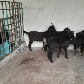 semiz Dog