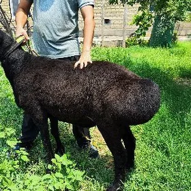 кочкар