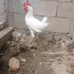horaz