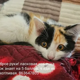 в добрые руки
