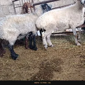 Semiz gapyñ maly arpada bakyla
