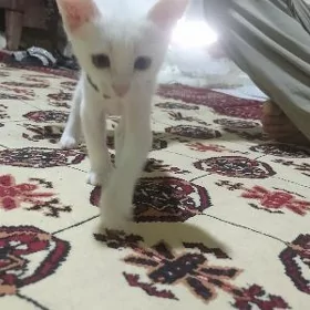 akja pişijek