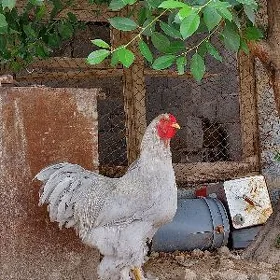 brama lavanda