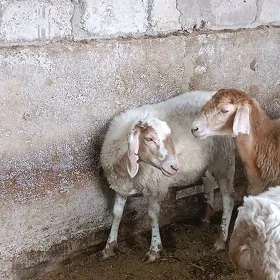isek goŷun