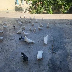 kepderi
