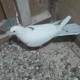 kepderi