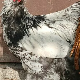 byrama syliwyr horoz