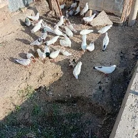 голуби