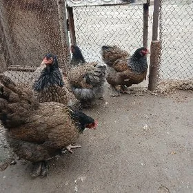 byrama bulu bagyra