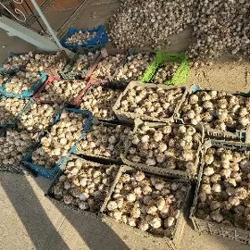 sarymsak çisnok