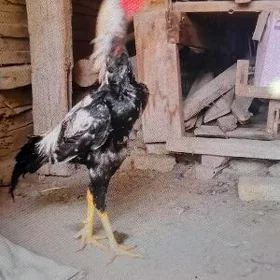 taşkent jüje
