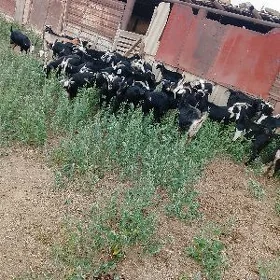 doğ erkec