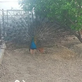 Tawus gus para