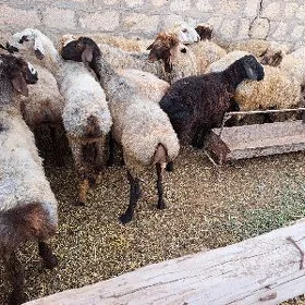 işşek
