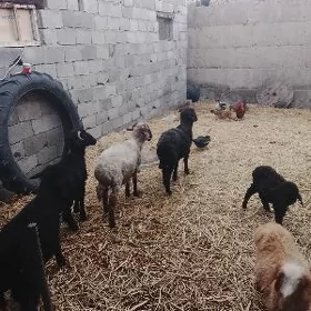Garakoly