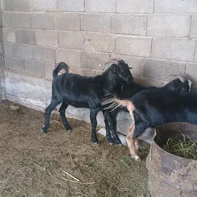 dog erkec