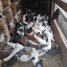 kepderi