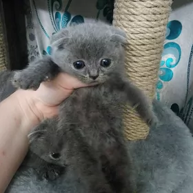 Шотландские котята