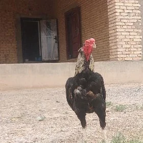 Taşkent