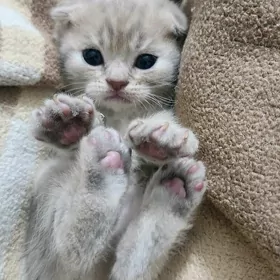 Шотландские котята