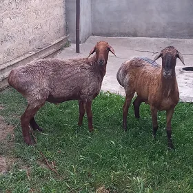 Gisar biçik öweçler