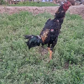 horqz