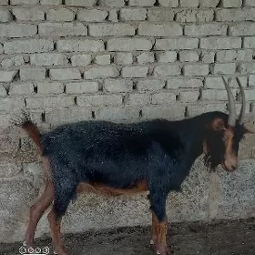 issek erkec. geci. berre