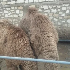 Ogşuk